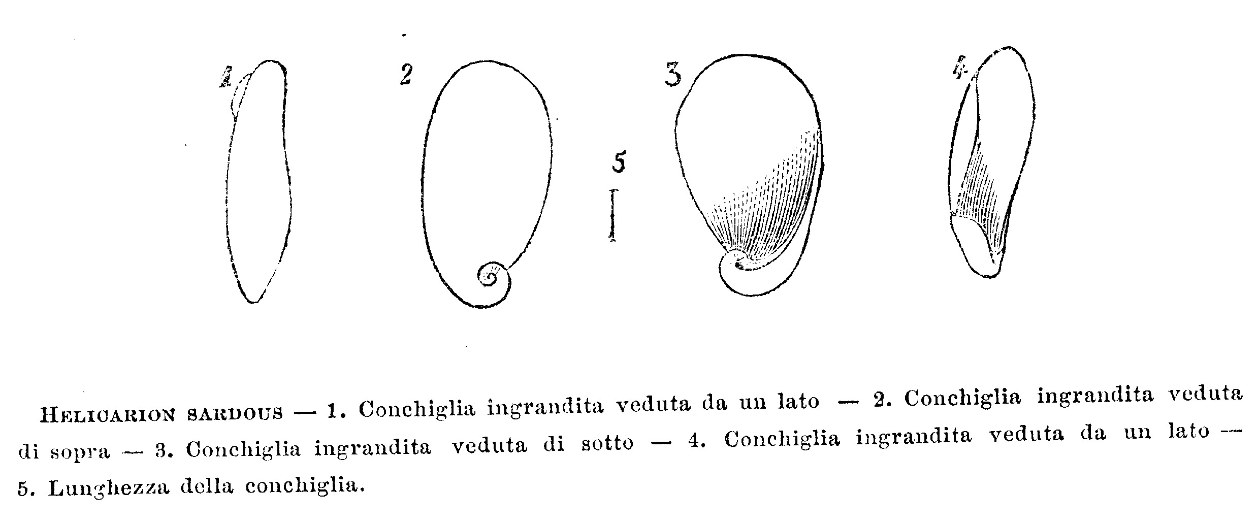 Daudebardia rufa della Sardegna e D. brevipes sardoa